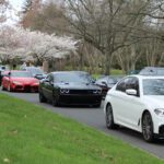 A line of cars driving down a scenic road bordered by blossoming cherry trees on their way to a cars and coffee event.